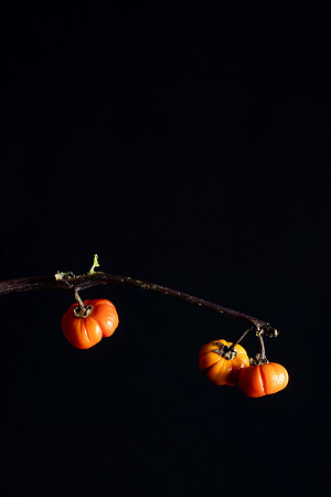 Pumpkin Tree Web-1119