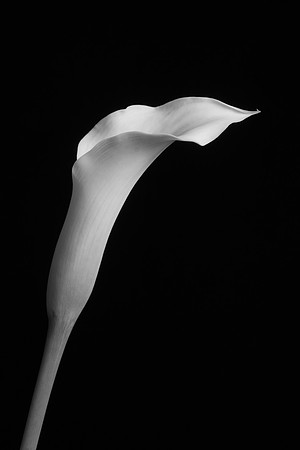 Calla Liliy B&W Web-8143