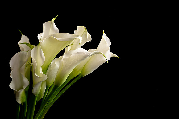 Calla Lilies White Web-8595