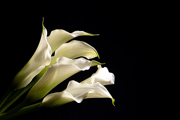 Calla Lilies White Web-8675
