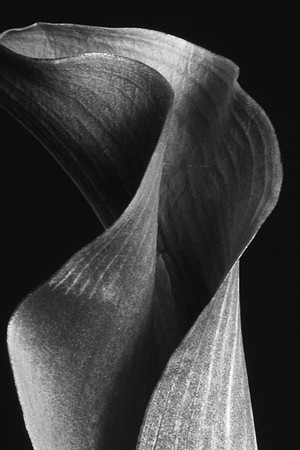 Calla Lily Black Web-9160