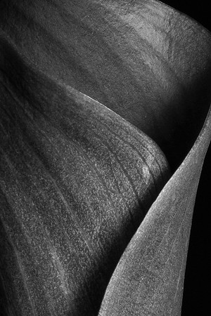 Calla Lily Black Web-9207