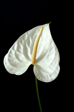 Anthurium White Web-6190076