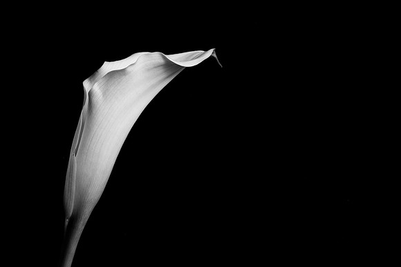 Calla Lily B&W Web-0908-2