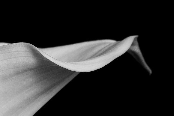 Calla Lily B&W Web-0908-4