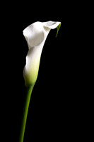 Calla Lily Web-8116