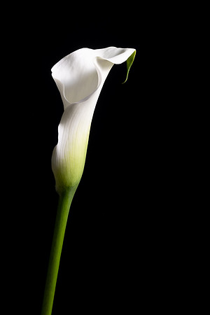Calla Lily Web-8116