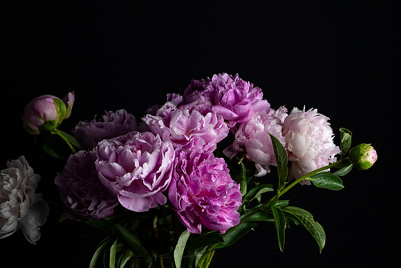 Peonies Pink Web-4500