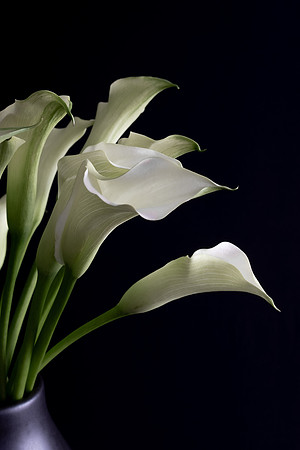 Calla Lily Web-9386