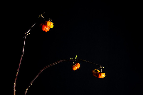 Pumpkin Tree Web-1062