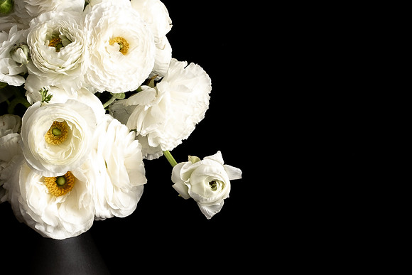 Ranunculus White Web-3108
