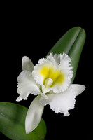 Orchid Cattleya White Web-1529