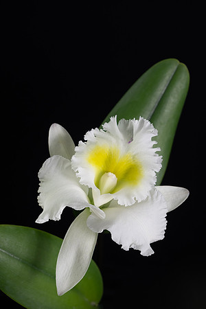 Orchid Cattleya White Web-1529