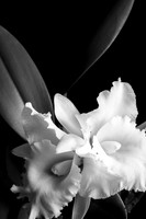 Orchid Cattleya White Web-1652