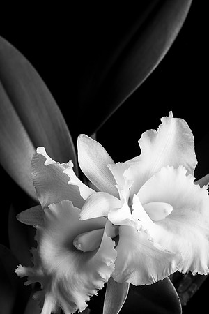 Orchid Cattleya White Web-1652