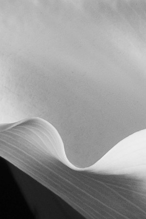 Calla Lily White-8905