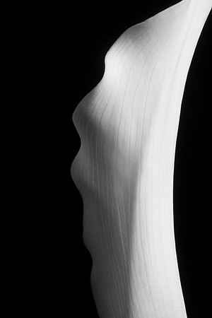 Calla Lily White-8256