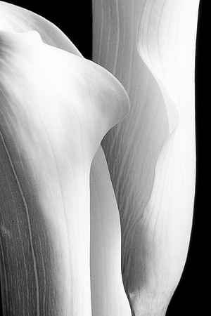Calla Lily White-8666