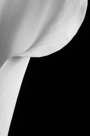 Calla Lily White-8009
