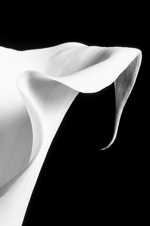 Calla Lily White-8119