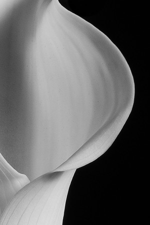 Calla Lily White-8136