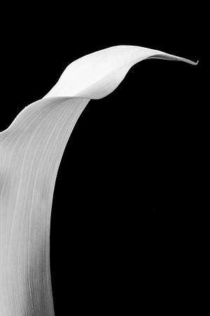 Calla Lily -8834
