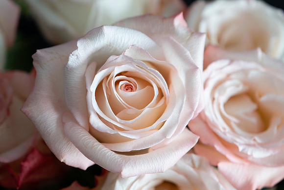 Rose Blush-5061